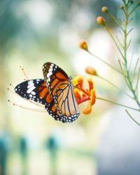 Schmetterlingsstrauch-Stecklinge